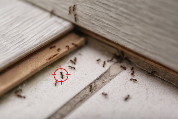 Best Cockroach Control Services  in West Point, VA