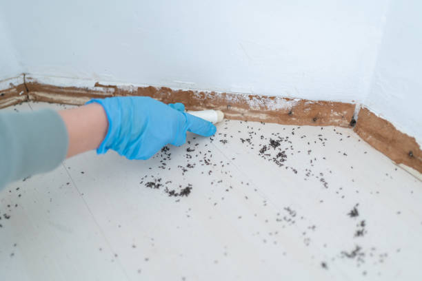 Best Commercial Pest Control Services  in West Point, VA