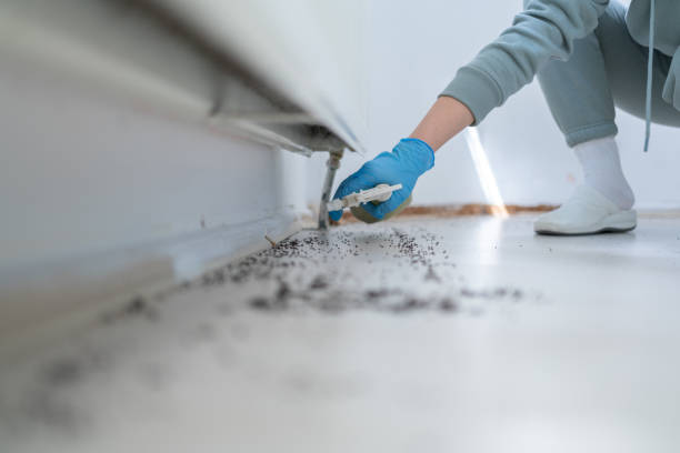 Best Insect Control  in West Point, VA